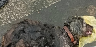 Lipe the Dog’s Heartwarming Rescue Story Inspires Animal Compassion