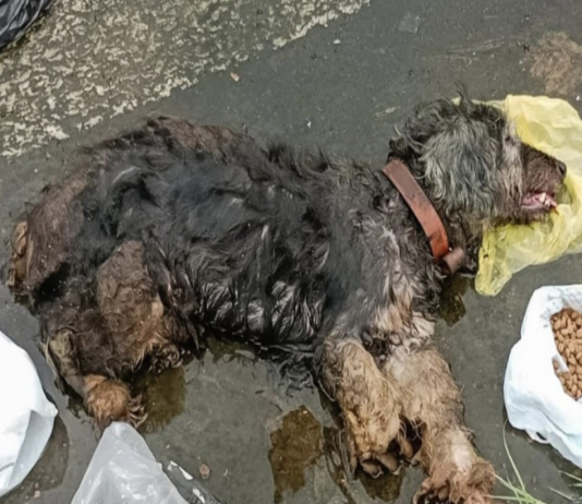 Lipe the Dog’s Heartwarming Rescue Story Inspires Animal Compassion