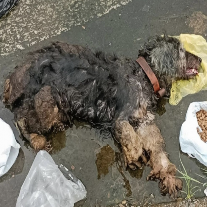 Lipe the Dog’s Heartwarming Rescue Story Inspires Animal Compassion