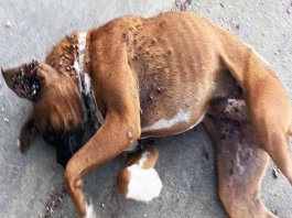 Betty’s Incredible Journey to a Forever Home