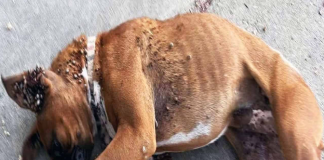 Betty’s Incredible Journey to a Forever Home