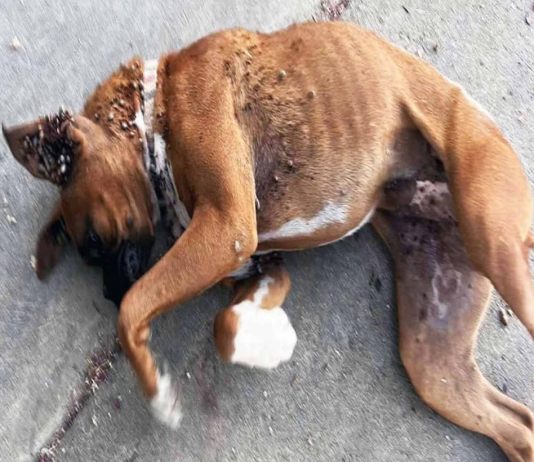 Betty’s Incredible Journey to a Forever Home