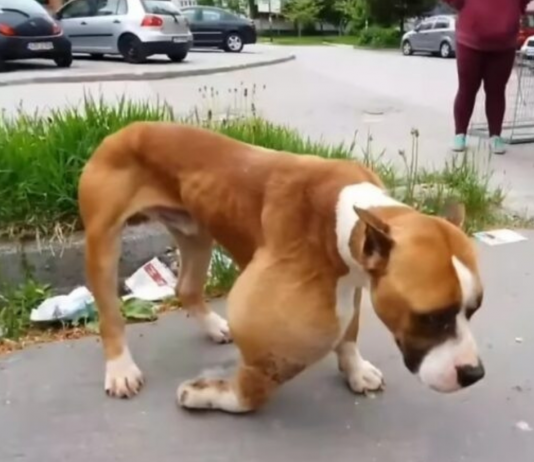 Inspiring Journey from the Woods to Recovery and Love