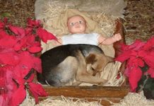 Homeless Dog Finds Warmth With Baby Jesus In A Nativity Scene