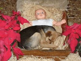 Homeless Dog Finds Warmth With Baby Jesus In A Nativity Scene