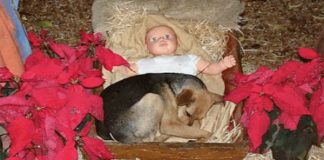 Homeless Dog Finds Warmth With Baby Jesus In A Nativity Scene