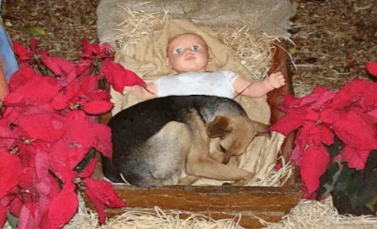 Homeless Dog Finds Warmth With Baby Jesus In A Nativity Scene