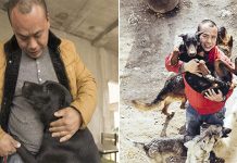 Chinese Millionaire Spends All His Fortune Saving Stray Dogs From The Slaughterhouse After His Beloved Pooch Disappeared 