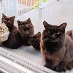 Stray Cat Brings Her Babies To Meet The Woman Who Helped Her
