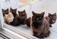 Stray Cat Brings Her Babies To Meet The Woman Who Helped Her