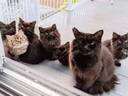 Stray Cat Brings Her Babies To Meet The Woman Who Helped Her