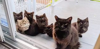 Stray Cat Brings Her Babies To Meet The Woman Who Helped Her