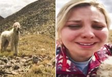 The emotional reunion of a missing dog with its owner after a terrible accident