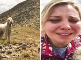 The emotional reunion of a missing dog with its owner after a terrible accident
