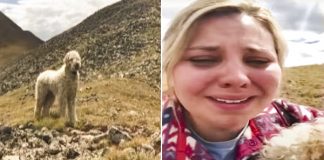 The emotional reunion of a missing dog with its owner after a terrible accident