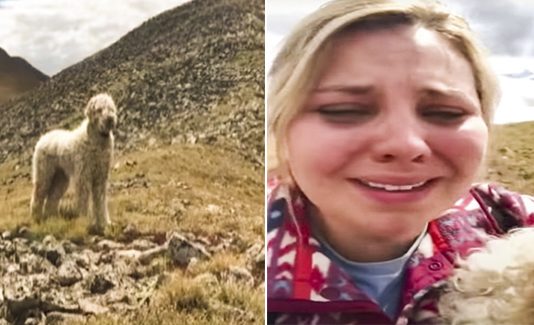 The emotional reunion of a missing dog with its owner after a terrible accident
