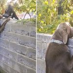 Neighbors put up step stool for dog so he can see his Great Dane friends