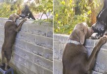 Neighbors put up step stool for dog so he can see his Great Dane friends