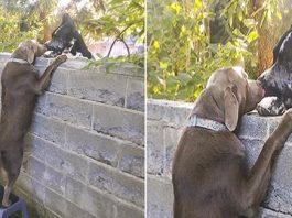 Neighbors put up step stool for dog so he can see his Great Dane friends