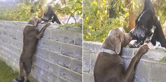 Neighbors put up step stool for dog so he can see his Great Dane friends