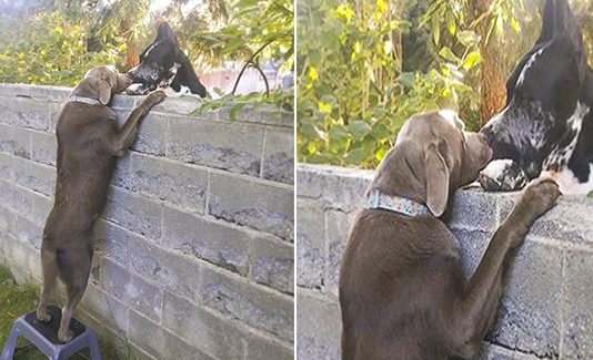 Neighbors put up step stool for dog so he can see his Great Dane friends