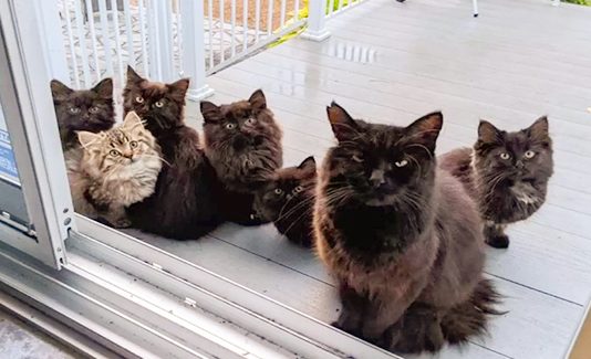 Stray Cat Brings Her Babies To Meet The Woman Who Helped Her