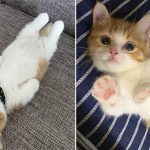 Meet Chata - The Adorable Munchkin Kitten That’s Going Viral On Instagram For His Hilarious Sleeping Habits (13 Pics)
