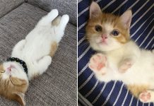 Meet Chata - The Adorable Munchkin Kitten That’s Going Viral On Instagram For His Hilarious Sleeping Habits (13 Pics)
