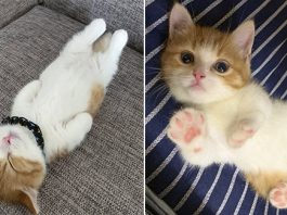 Meet Chata - The Adorable Munchkin Kitten That’s Going Viral On Instagram For His Hilarious Sleeping Habits (13 Pics)