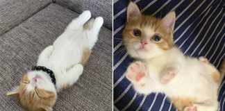 Meet Chata - The Adorable Munchkin Kitten That’s Going Viral On Instagram For His Hilarious Sleeping Habits (13 Pics)