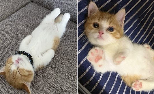 Meet Chata - The Adorable Munchkin Kitten That’s Going Viral On Instagram For His Hilarious Sleeping Habits (13 Pics)