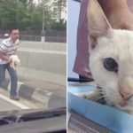 Man Rescues Stray Cat On Busy Highway