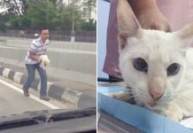 Man Rescues Stray Cat On Busy Highway