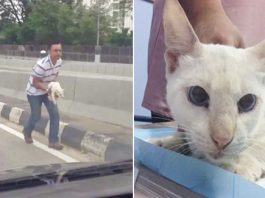 Man Rescues Stray Cat On Busy Highway