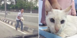 Man Rescues Stray Cat On Busy Highway