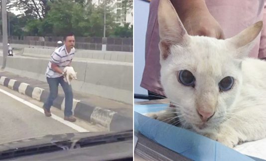 Man Rescues Stray Cat On Busy Highway