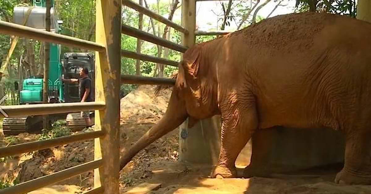 Blind elephant’s heartbreaking goodbye to her best friend