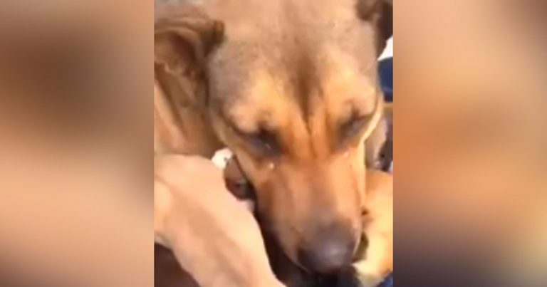 Devastated mama dog thought she’d never see her babies again: Watch the incredible reunion