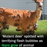 ‘Mutant deer’ with bubble skin sparks outbreak fears in US –