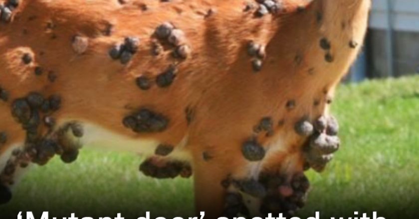 ‘Mutant deer’ with bubble skin sparks outbreak fears in US –