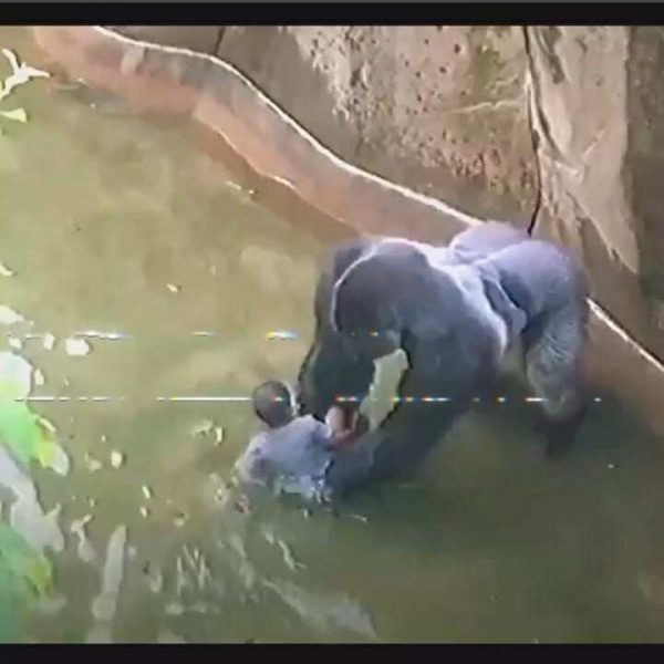 What Really Happened in Harambe’s Last Moments at the Cincinnati Zoo –