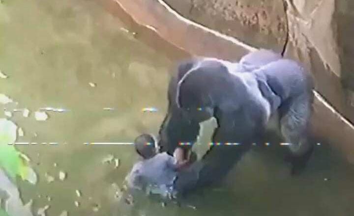 What Really Happened in Harambe’s Last Moments at the Cincinnati Zoo –