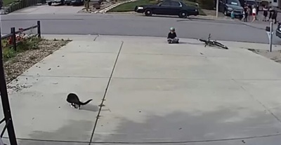 A camera set up for a disabled cat captures something unexpected –