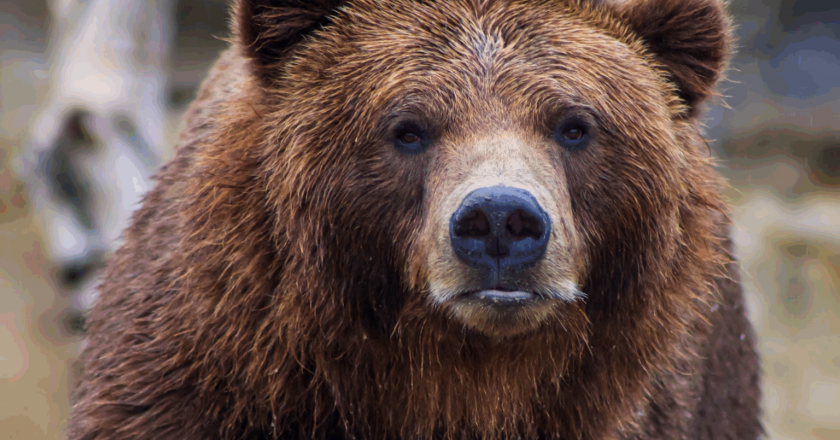 Bear Caesar freed after years in cruel torture vest –