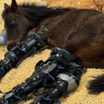 Tragic update on beloved premature foal who touched thousands