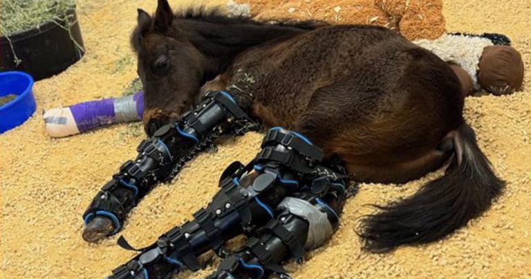 Tragic update on beloved premature foal who touched thousands