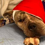 Shot, beaten, and left for dead: Luna’s fight for survival