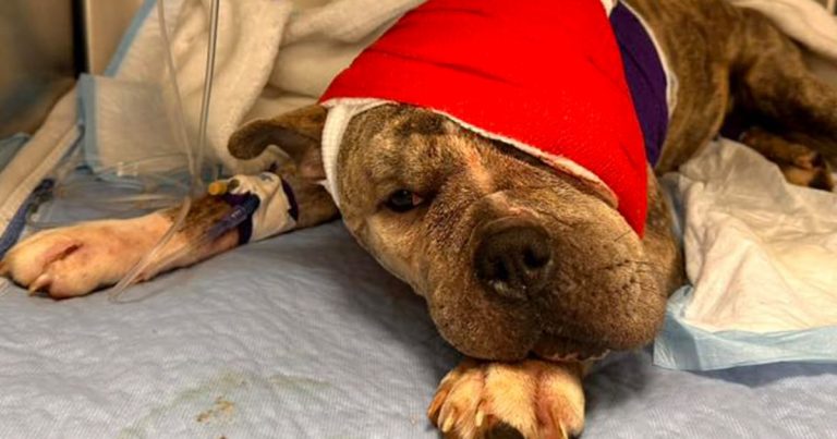 Shot, beaten, and left for dead: Luna’s fight for survival