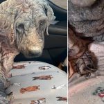 Abandoned dog looks like she’s made from stone after being ‘failed by humans’