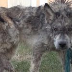 Woman snaps photo of skinny ‘dog’ — soon learns the truth